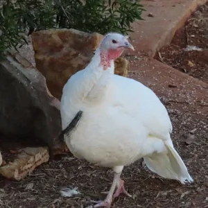 turk.webp