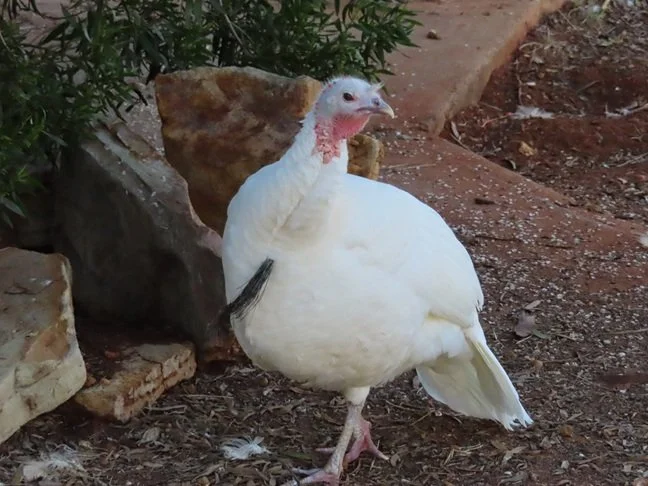 turk.webp
